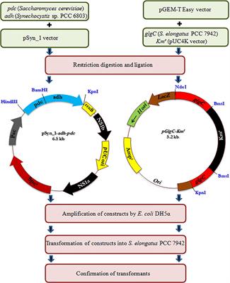 Heterologous Expression of Ethanol Synthesis Pathway in Glycogen Deficient Synechococcus elongatus PCC 7942 Resulted in Enhanced <mark class="highlighted">Production of Ethanol</mark> and Exopolysaccharides